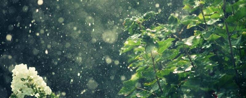 雨后无论是花草还是树木都怎么了 雨后无论是花草还是树木都怎么了造句