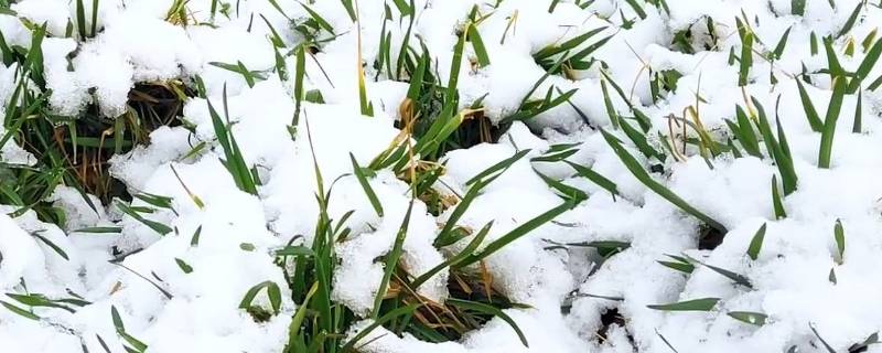 大雪兆丰年还是瑞雪兆丰年（瑞雪兆丰年还是兆雪瑞丰年）