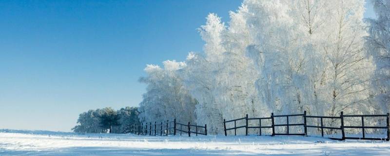 雪是什么味道 雪松是什么味道