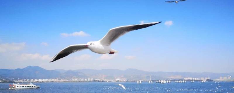 海鸥是保护动物吗（海鸥是保护物种么）