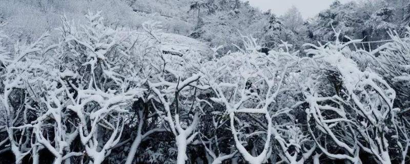 雪是什么状态的（雪是什么状态的水）