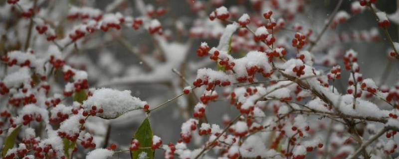 下雪用打伞吗（下雪能打伞么）