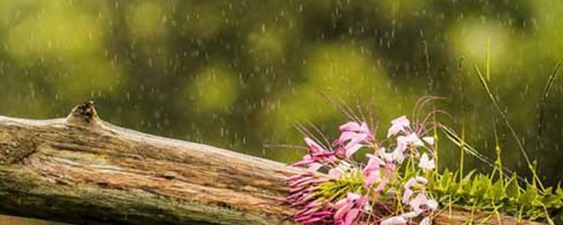 雨水量毫米是什么意思 降雨量用毫米是什么意思