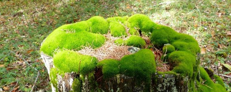 目前苔藓植物中有没有可以食用的 目前苔藓植物中有没有可以食用的种子