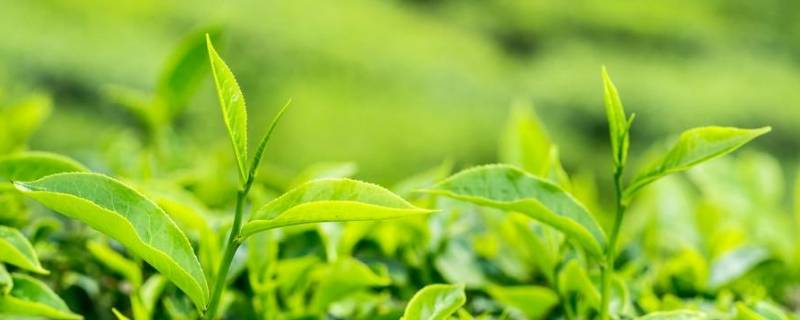 茶叶中的生物碱的主要成分是什么 茶叶中的生物碱主要是茶叶碱