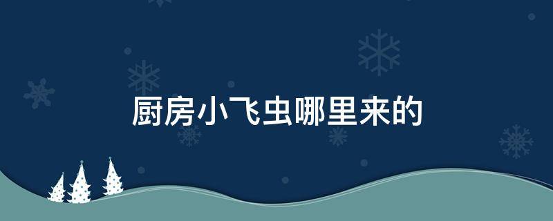 厨房小飞虫哪里来的 厨房小飞虫是什么虫子