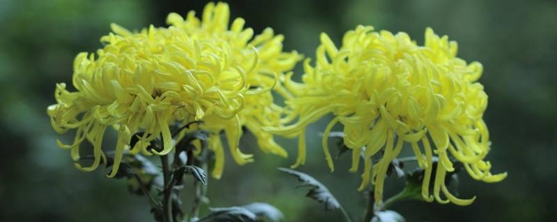 赏菊花是什么节日的风俗（赏菊花是哪个传统节日）