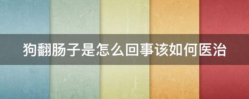 狗翻肠子是怎么回事该如何医治 狗翻肠子是什么病啊