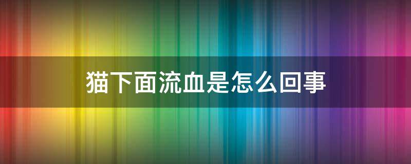 猫下面流血是怎么回事（猫下面出血是怎么回事）