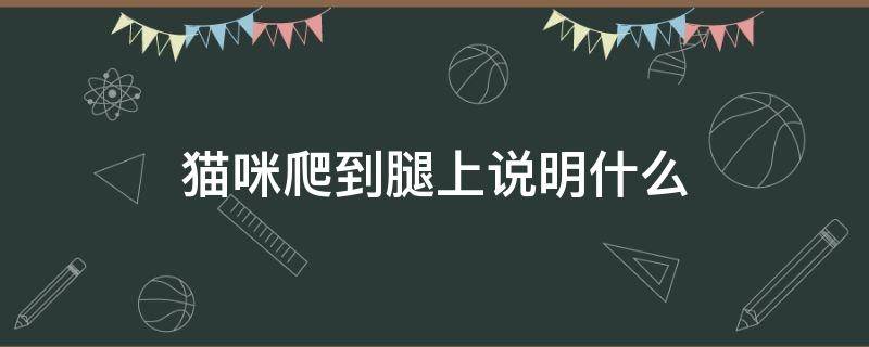 猫咪爬到腿上说明什么 猫咪爬上腿是为什么