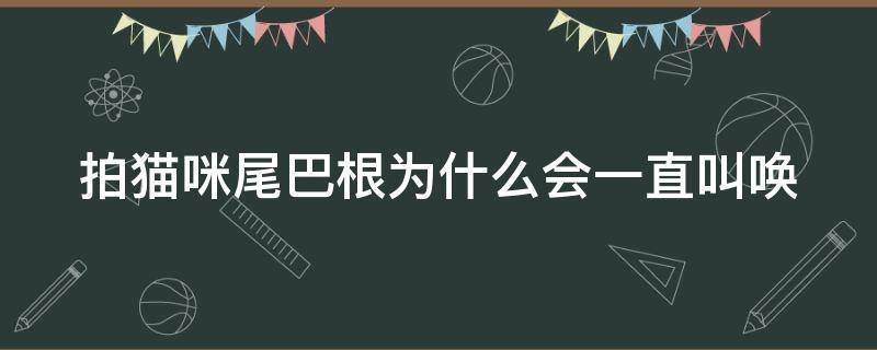 拍猫咪尾巴根为什么会一直叫唤 猫咪尾巴直了一直叫