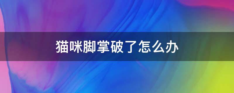 猫咪脚掌破了怎么办 猫的脚掌破了怎么办