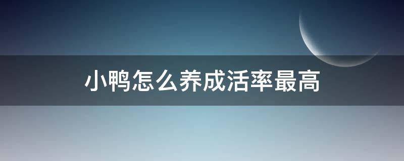 小鸭怎么养成活率最高（小鸭子成活率多少）