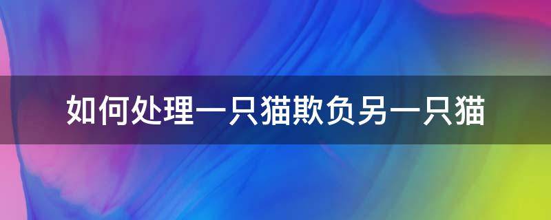 如何处理一只猫欺负另一只猫（一只猫总欺负另一只猫）