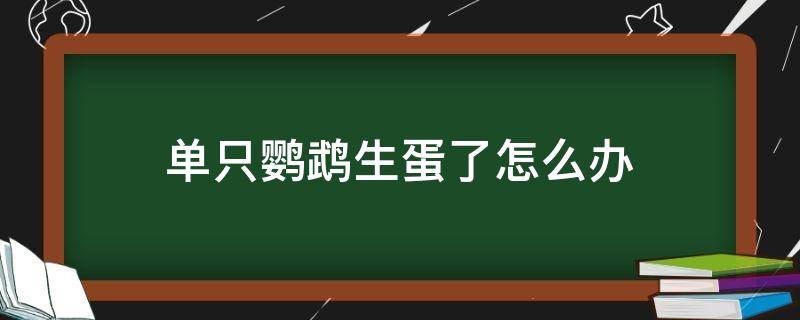 单只鹦鹉生蛋了怎么办（鹦鹉生蛋了怎么办需注意和提供什么）