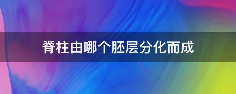 脊柱由哪个胚层分化而成（大脑和脊髓由哪个胚层分化而来）