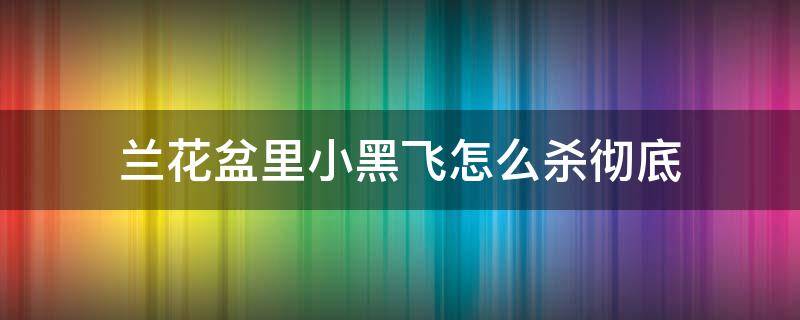 兰花盆里小黑飞怎么杀彻底（花盆里面的小黑飞有没有绝招处理）