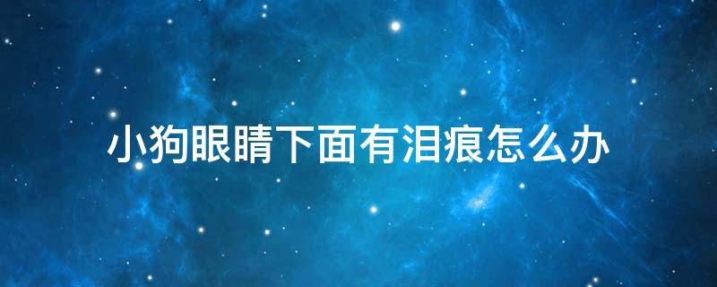 小狗眼睛下面有泪痕怎么办 狗眼睛下面有泪痕是怎么回事