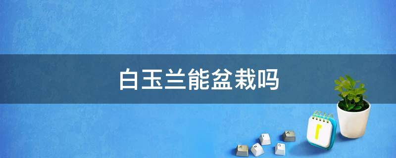 白玉兰能盆栽吗 白玉兰可以盆栽吗?