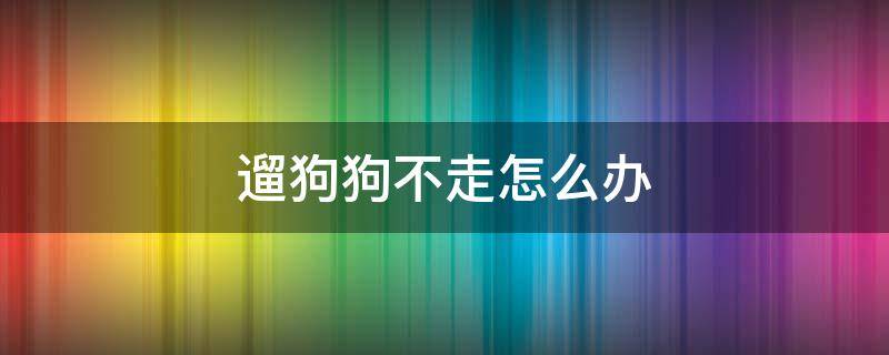 遛狗狗不走怎么办 遛狗,狗不走怎么办