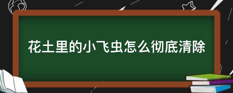 花土里的小飞虫怎么彻底清除（如何清除花土里的小飞虫）