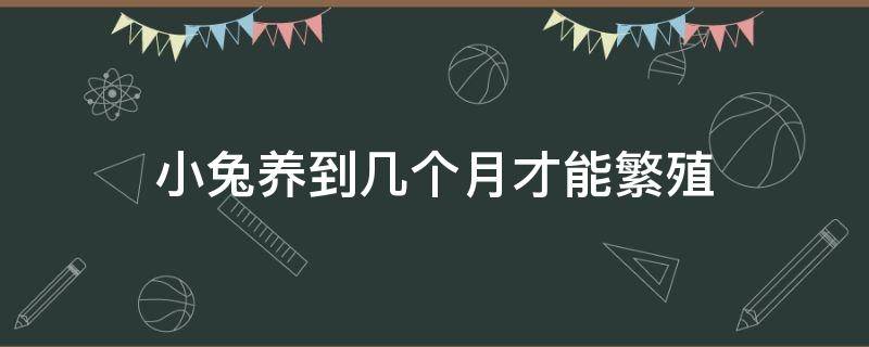 小兔养到几个月才能繁殖 小兔子养几个月才可以繁殖