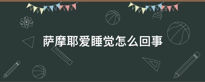 萨摩耶爱睡觉怎么回事 萨摩耶嗜睡