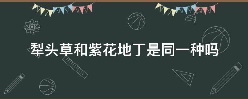 犁头草和紫花地丁是同一种吗 犁头草和紫花地丁有什么区别