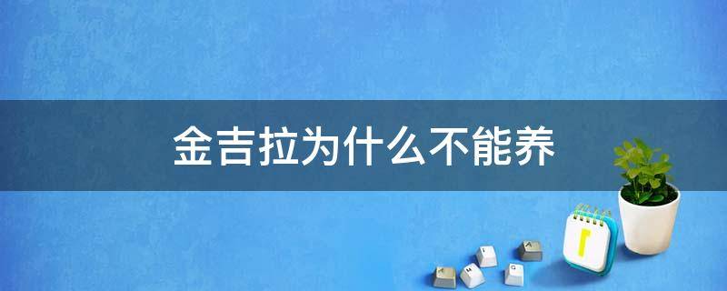 金吉拉为什么不能养 养金吉拉最忌讳什么