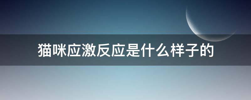 猫咪应激反应是什么样子的（猫咪什么叫应激反应）