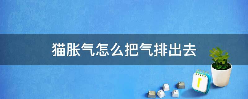 猫胀气怎么把气排出去（猫胀气怎么办）