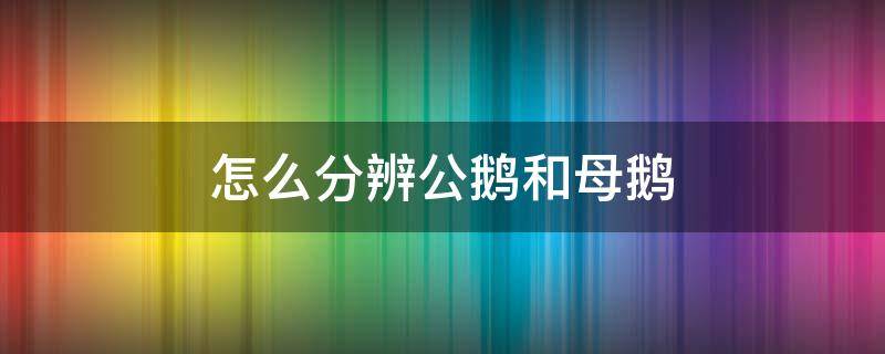 怎么分辨公鹅和母鹅（怎么辨别母鹅和公鹅）