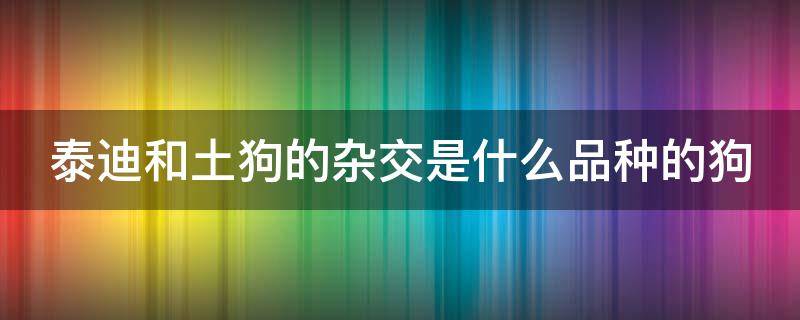 泰迪和土狗的杂交是什么品种的狗 泰迪和土狗配出来是什么样子