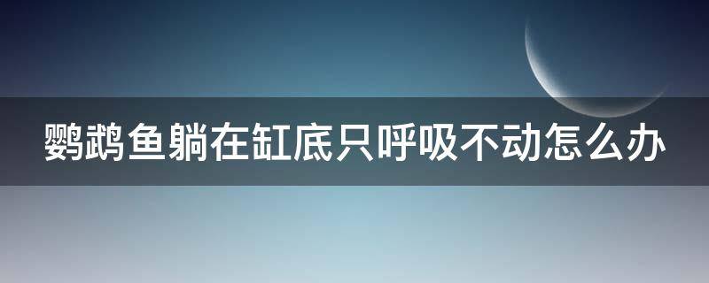 鹦鹉鱼躺在缸底只呼吸不动怎么办（鹦鹉鱼躺在缸底只呼吸不动,鱼身发黑）