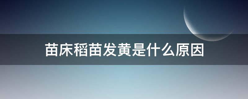 苗床稻苗发黄是什么原因 苗床稻苗发黄是怎么回事