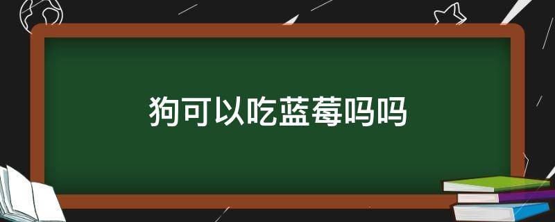 狗可以吃蓝莓吗吗 狗能吃蓝莓不