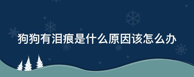 狗狗有泪痕是什么原因该怎么办（狗狗有泪痕是什么意思）