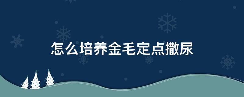 怎么培养金毛定点撒尿 怎样教金毛定点上厕所