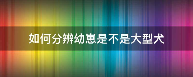 如何分辨幼崽是不是大型犬 如何判断幼犬是大型犬还是小型犬