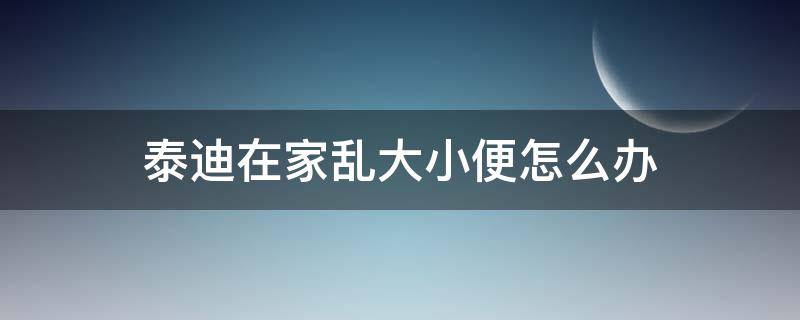 泰迪在家乱大小便怎么办 泰迪家里乱大小便怎么办