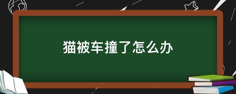 猫被车撞了怎么办 流浪猫被车撞了怎么办