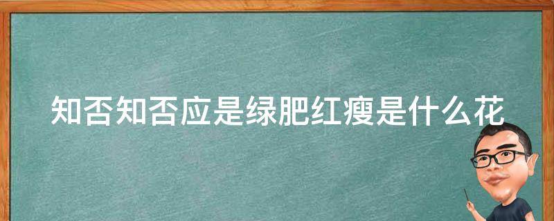 知否知否应是绿肥红瘦是什么花 知否知否应是绿肥红瘦是什么花卉