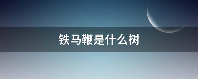 铁马鞭是什么树（铁马鞭树生长在什么地方）