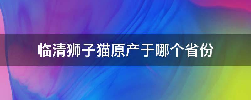 临清狮子猫原产于哪个省份 临清狮子猫和山东狮子猫