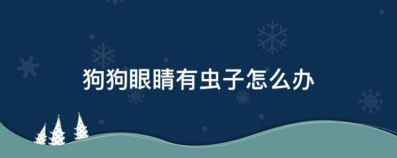 狗狗眼睛有虫子怎么办 狗狗眼睛周围有虫子怎么办