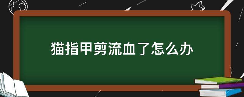 猫指甲剪流血了怎么办 猫指甲剪流血了怎么办如何处理