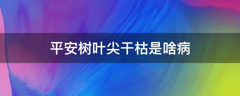 平安树叶尖干枯是啥病（平安树叶尖干枯是什么原因）