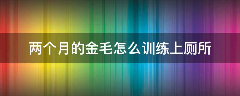 两个月的金毛怎么训练上厕所 2个月金毛犬如何训练上厕所