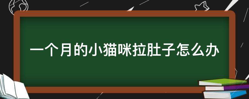 一个月的小猫咪拉肚子怎么办 一个月小猫拉肚子了怎么办呢