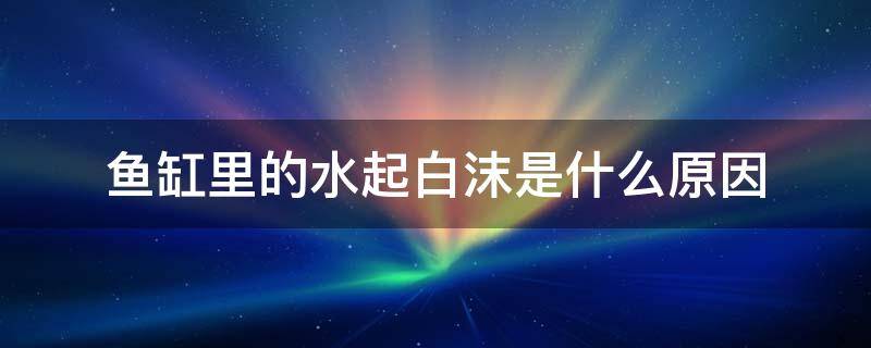 鱼缸里的水起白沫是什么原因 鱼缸的水上面一层白沫,什么原因?